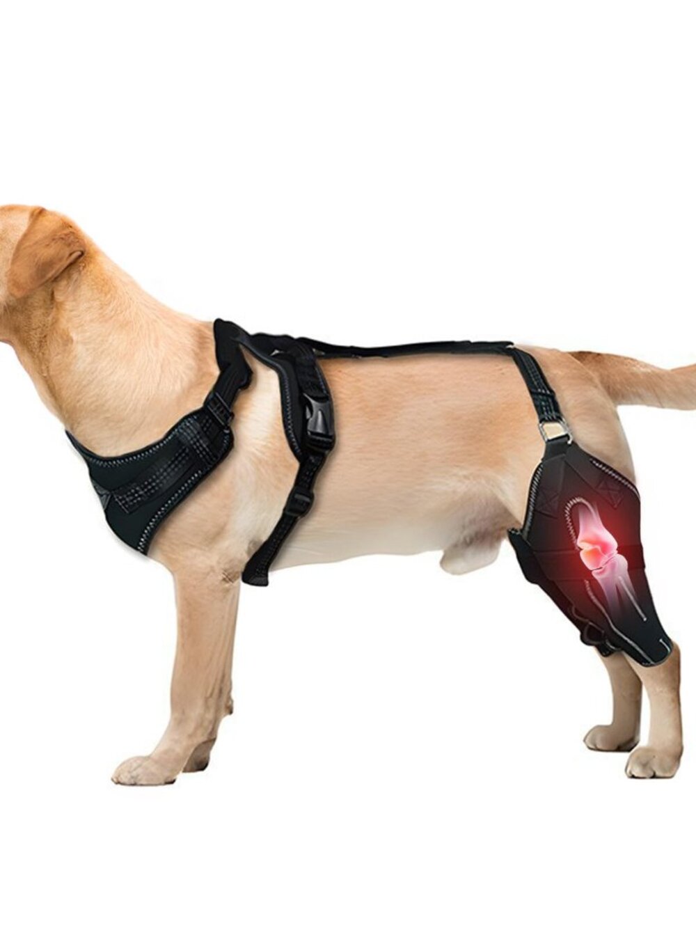 NEW Dog for Both Hind Legs CCL leg & Hinged stability fit